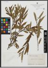 Foto von Salix acutifolia Willd.